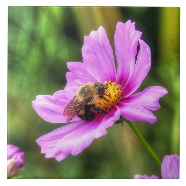 Bumble Bee on Pink Cosmos Tile (Front)