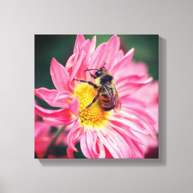 Bumble Bee On Pink Daisy Flower 2  Canvas Print (Front)