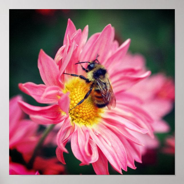 Bumble Bee On Pink Daisy Flower 2  Poster (Front)