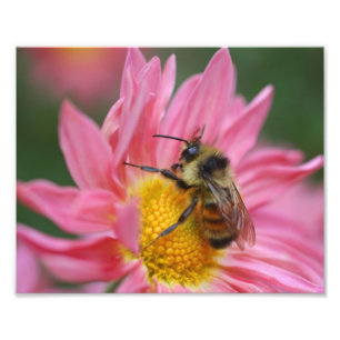 Bumble Bee On Pink Daisy Flower Close Up 8x10 Photo Print