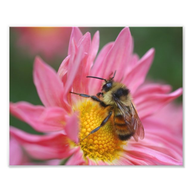 Bumble Bee On Pink Daisy Flower Close Up 8x10 Photo Print (Front)