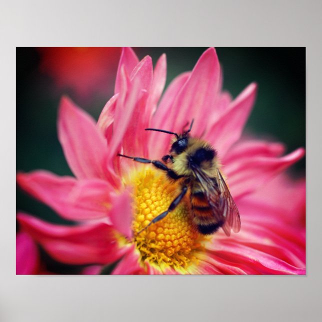 Bumble Bee On Pink Daisy Flower Close Up Poster (Front)