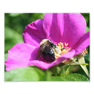 Bumble Bee On Pink Rose 10x8 Nature Photo Print