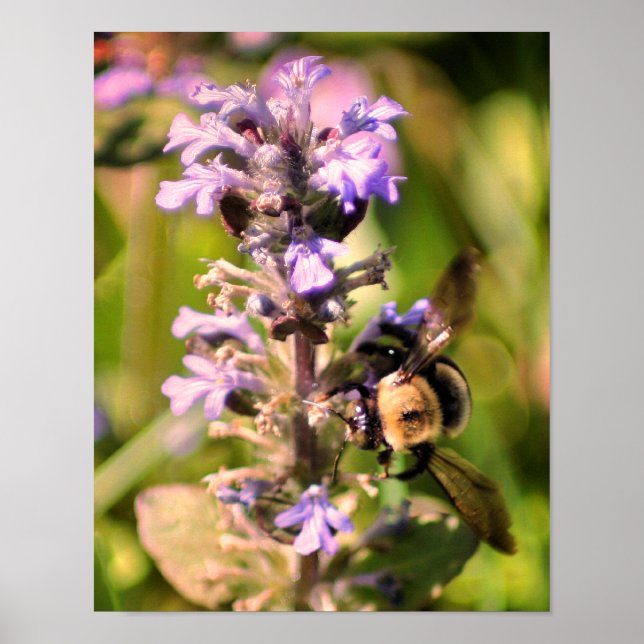 Bumble Bee On Purple Flower Close Up Poster (Front)