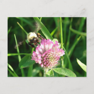 Bumble Bee on Red Clover Postcard