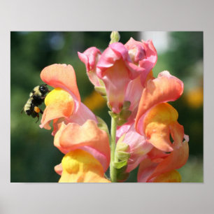 Bumble Bee On Snapdragon Flower Nature  Poster
