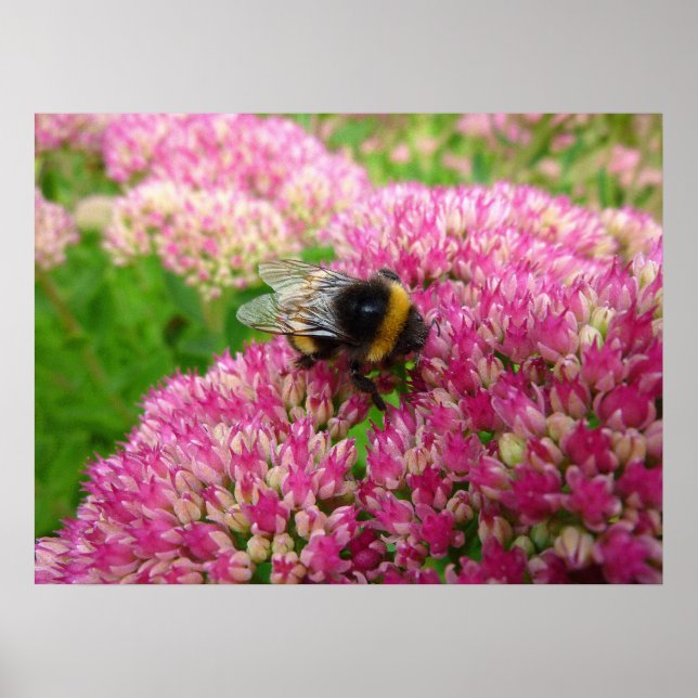 Bumble Bee on the Sedum Poster (Front)