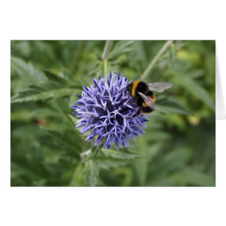 Bumble Bee on Thistle