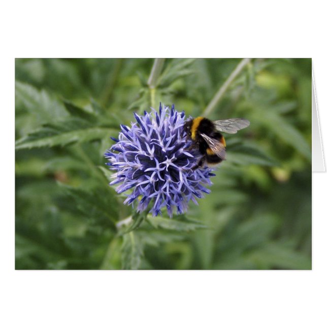 Bumble Bee on Thistle (Front Horizontal)