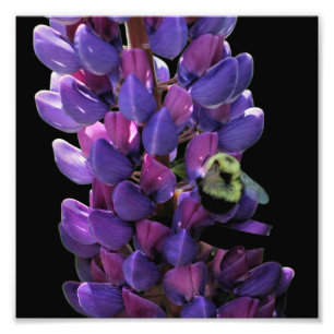 Bumble Bee On Wild Lupine Flower Close Up 8x8 Photo Print
