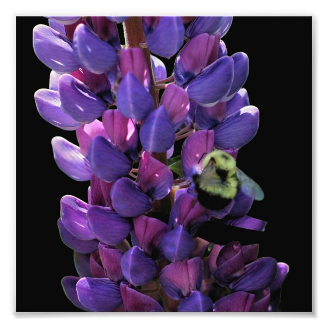 Bumble Bee On Wild Lupine Flower Close Up 8x8 Photo Print (Front)