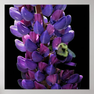 Bumble Bee On Wild Lupine Flower Close Up Poster