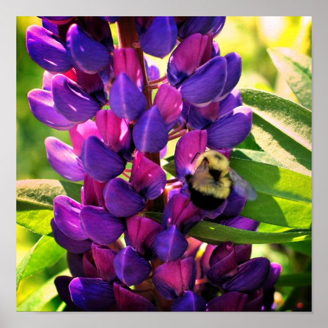 Bumble Bee On Wild Lupine Flower Close Up Poster (Front)