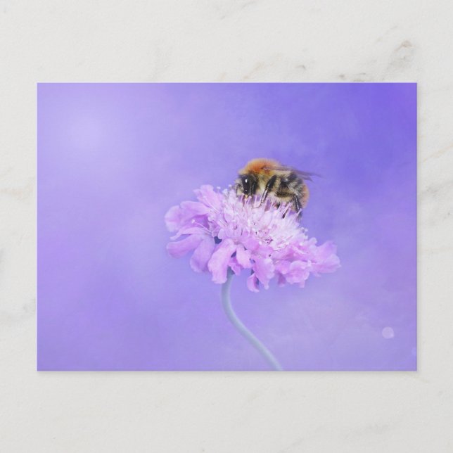 Bumble Bee Perched on a Purple Flower Postcard (Front)