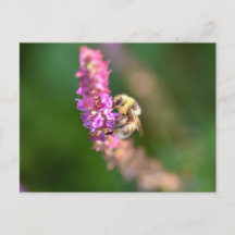 Bumble Bee