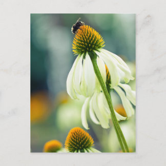 Bumble Bee Postcard