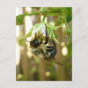 Bumble Bee Postcard