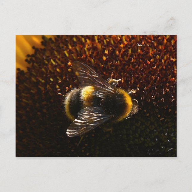 Bumble Bee Postcard (Front)
