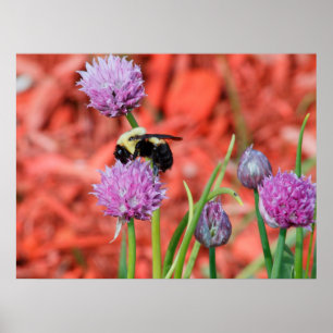 Bumble Bee Poster
