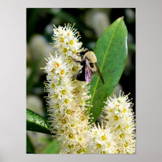 Bumble Bee Poster