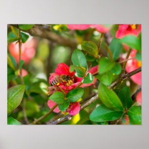 Bumblebee And Azalea Poster