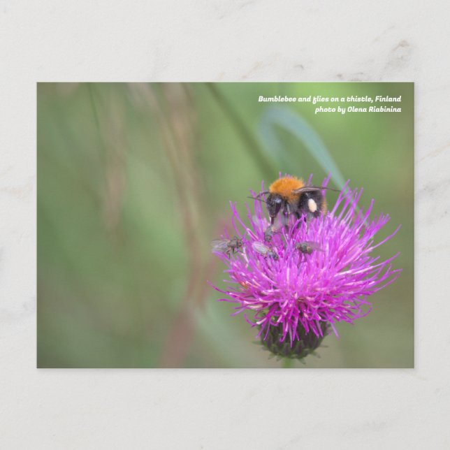 Bumblebee and flies on a thistle, Finland Postcard (Front)