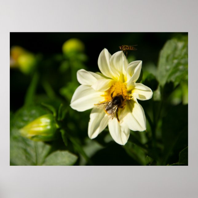 Bumblebee and white dahlia photo poster (Front)