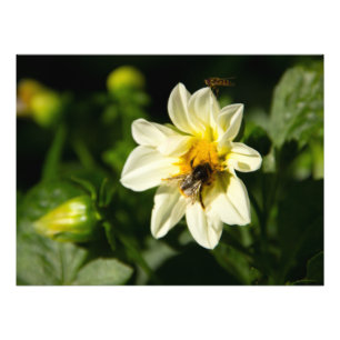 Bumblebee and white dahlia photo print