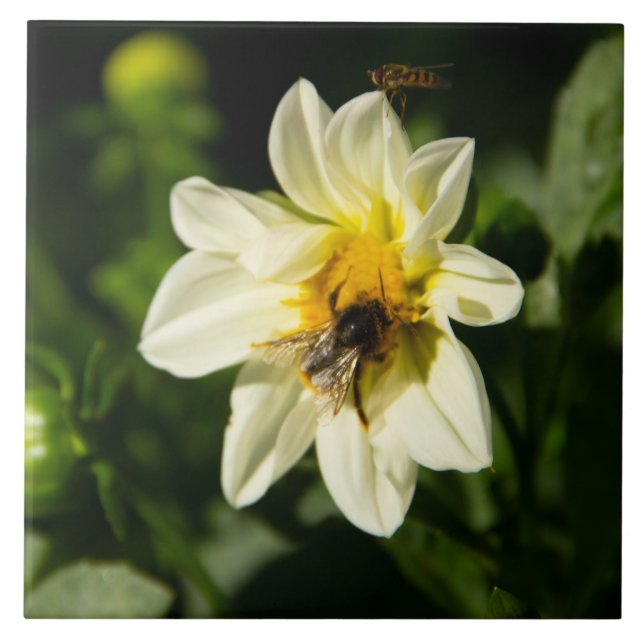 Bumblebee and white dahlia photo tile (Front)