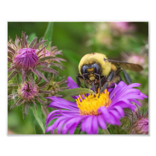 Bumblebee Collecting Nectar from Aster Flower  Photo Print (Front)