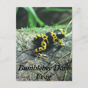 Bumblebee Dart Frog # 2 Postcard