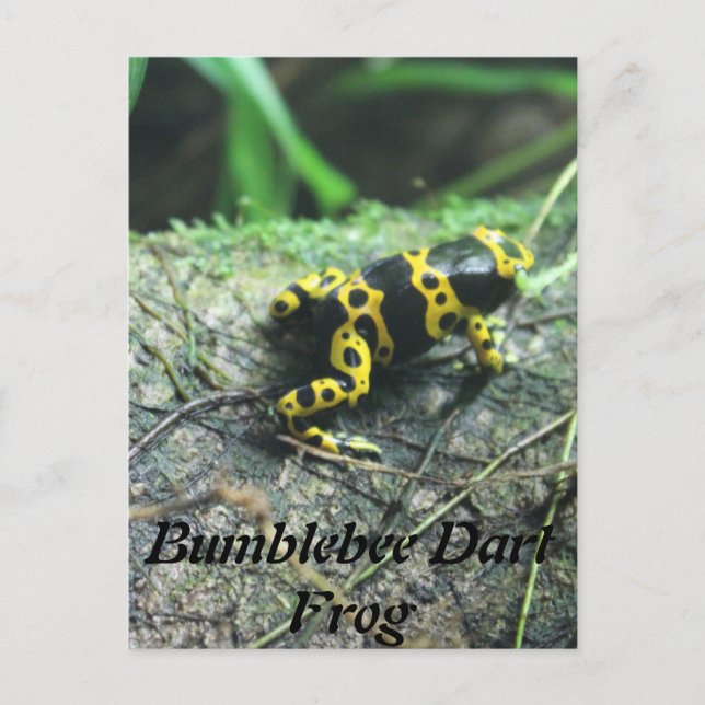 Bumblebee Dart Frog # 2 Postcard (Front)