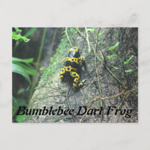 Bumblebee Dart Frog # 3 Postcard