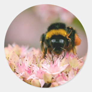 Bumblebee feeding on flower classic round sticker