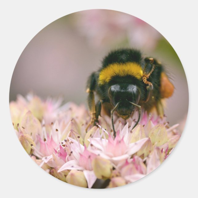 Bumblebee feeding on flower classic round sticker (Front)