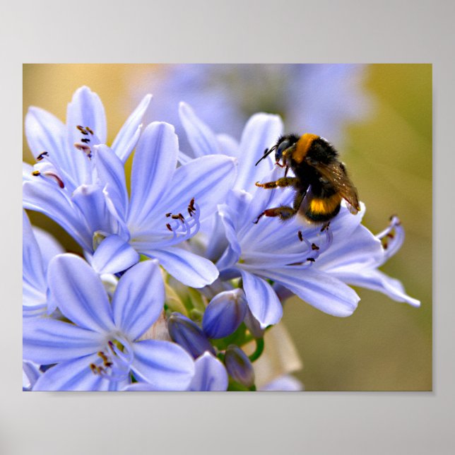 Bumblebee feeding on flower poster (Front)