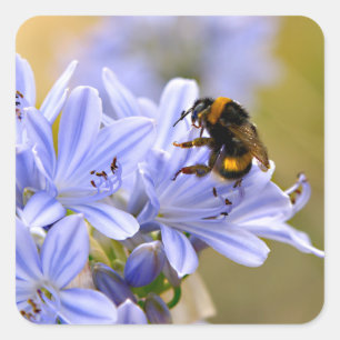 Bumblebee feeding on flower square sticker