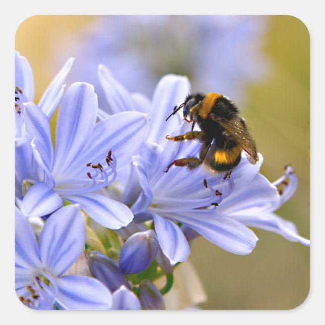 Bumblebee feeding on flower  square sticker (Front)