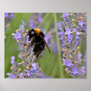 Bumblebee feeding on lavender flowers  poster