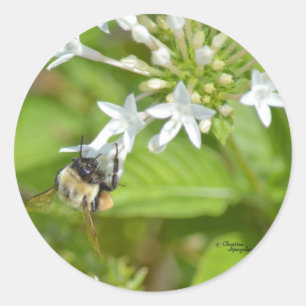 Bumblebee & flowers classic round sticker