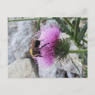 Bumblebee Harvesting a Purple Thristle Flower Holiday Postcard
