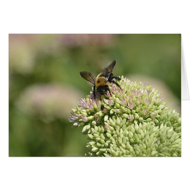 Bumblebee Heaven (Front Horizontal)