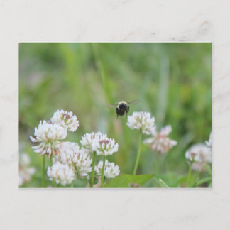 Bumblebee in the clover postcard