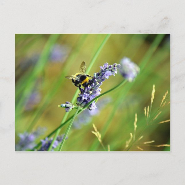 Bumblebee & Lavender Postcard (Front)