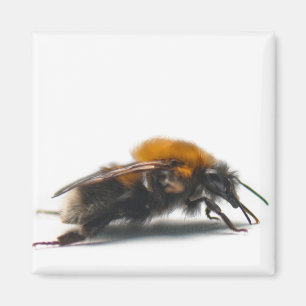 Bumblebee Magnet