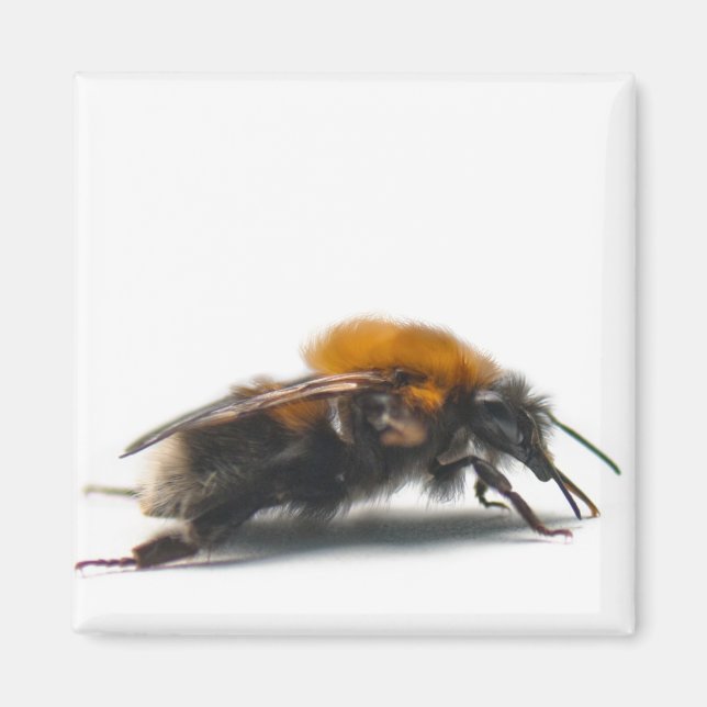Bumblebee Magnet (Front)