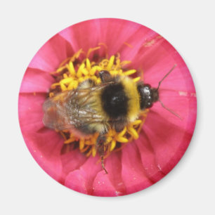 Bumblebee Magnet