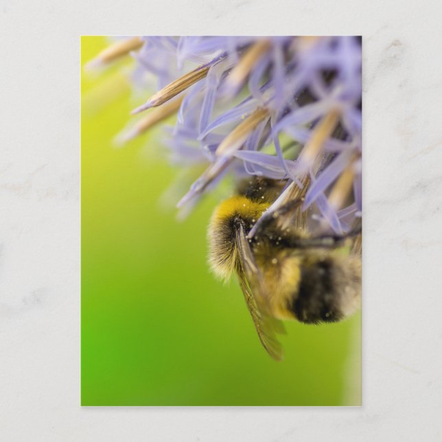 Bumblebee on a flower postcard (Front)