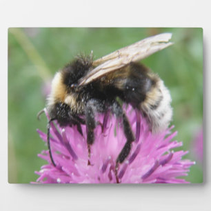 Bumblebee on a Plaque Plaque