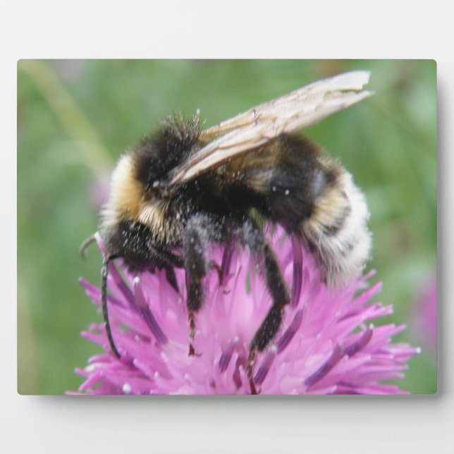 Bumblebee on a Plaque Plaque (Front)